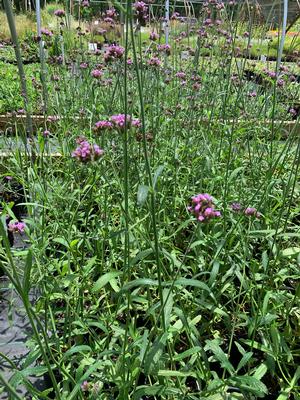 Verbena bonariensis 