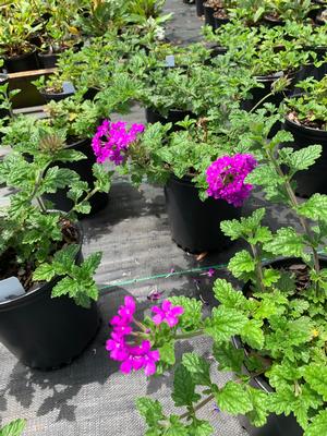 Verbena canadensis Homestead Purple