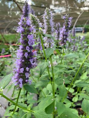 Agastache rugosum x foeniculum Black Adder