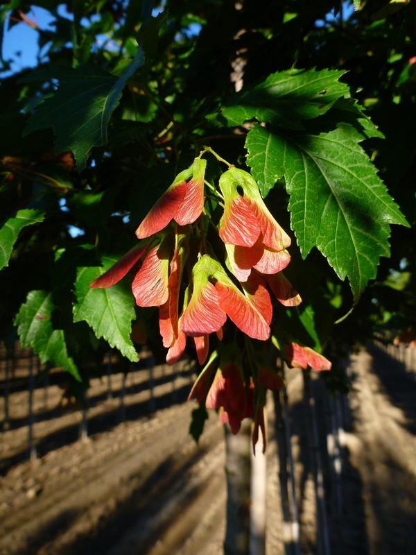 Acer ginnala Flame