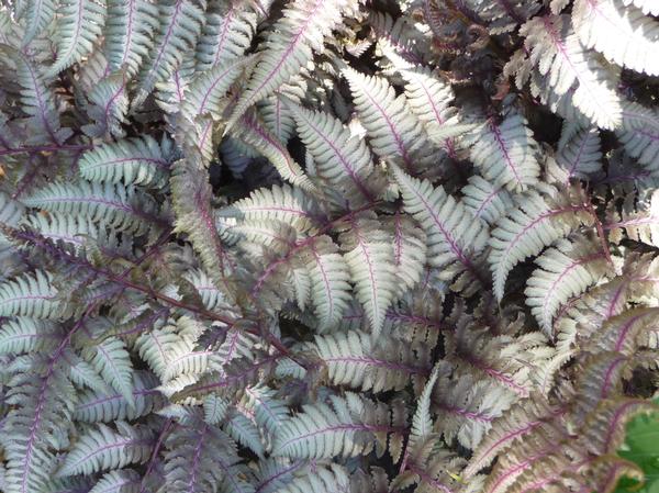 Fern-Athyrium niponicum Pictum