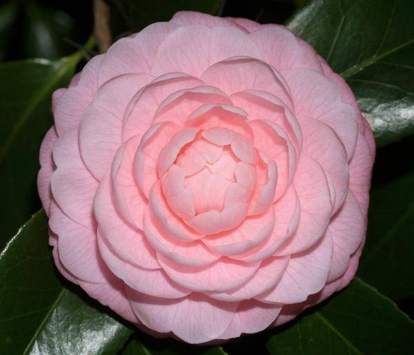 Camellia japonica Pink Perfection