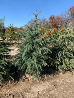 Cedrus deodara 