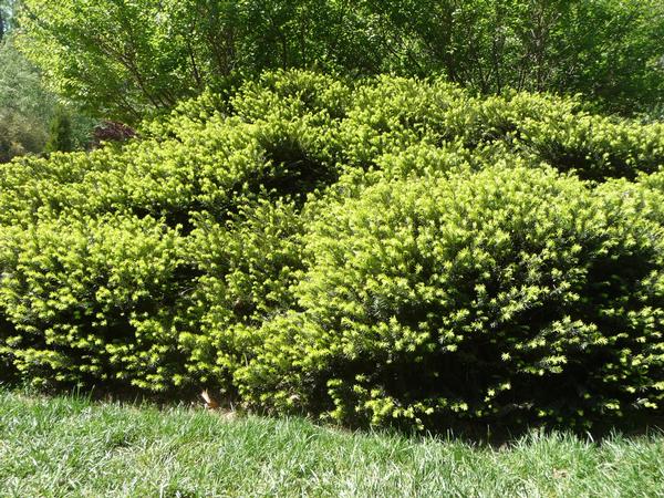 Cephalotaxus harringtonia Prostrata