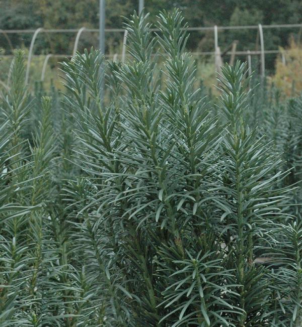 Cephalotaxus harringtonia var. drupacea 