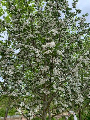 Crataegus viridis Winter King