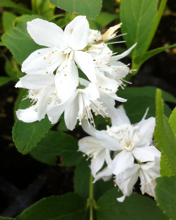 Deutzia gracilis 