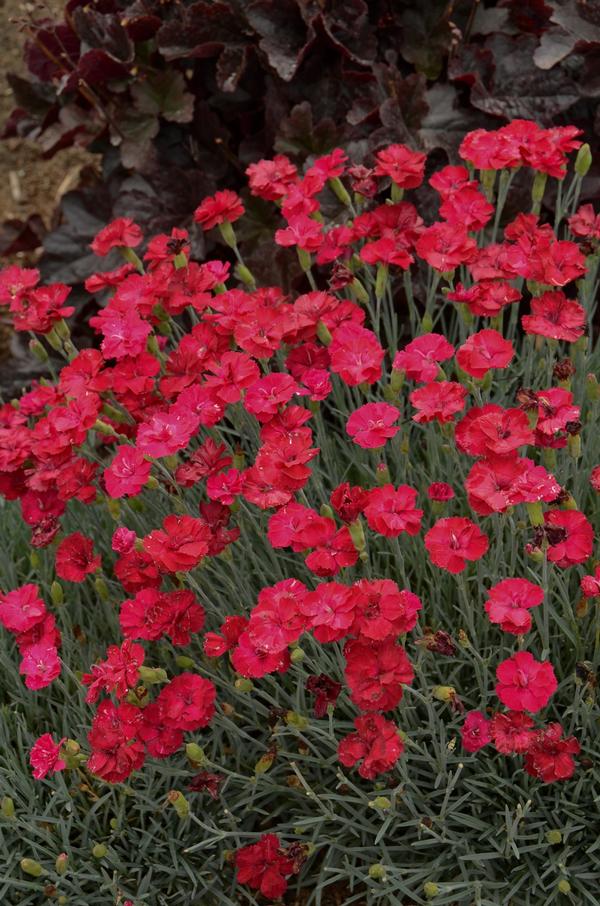 Dianthus Frosty Fire