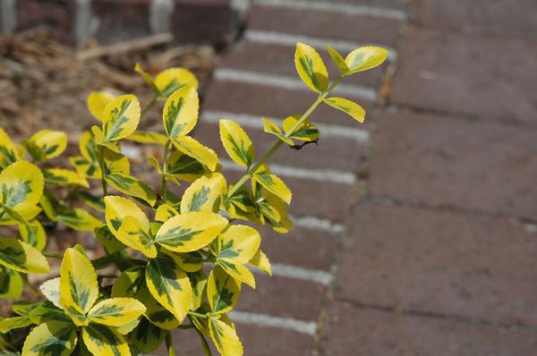 Euonymus fortunei Emerald n' Gold