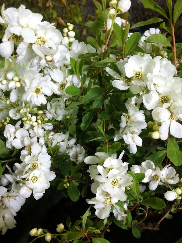 Exochorda x macrantha The Bride