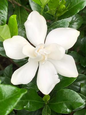 Gardenia jasminoides Chuck Hayes