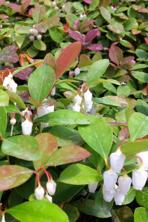 Gaultheria procumbens 