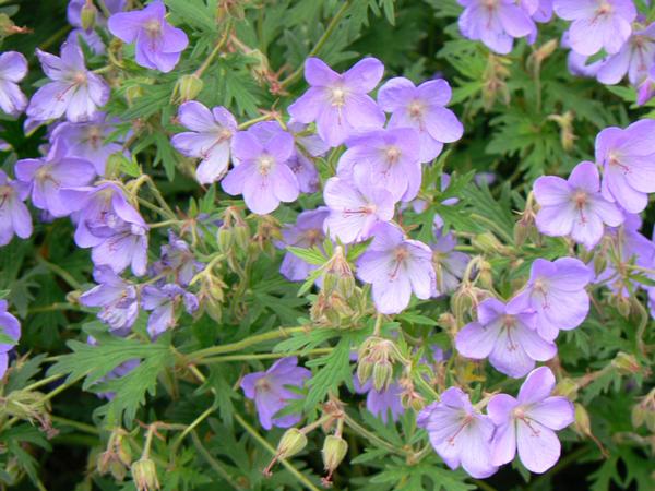 Geranium Rozanne