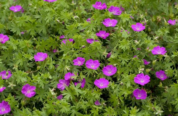 Geranium sanguineum New Hampshire Purple