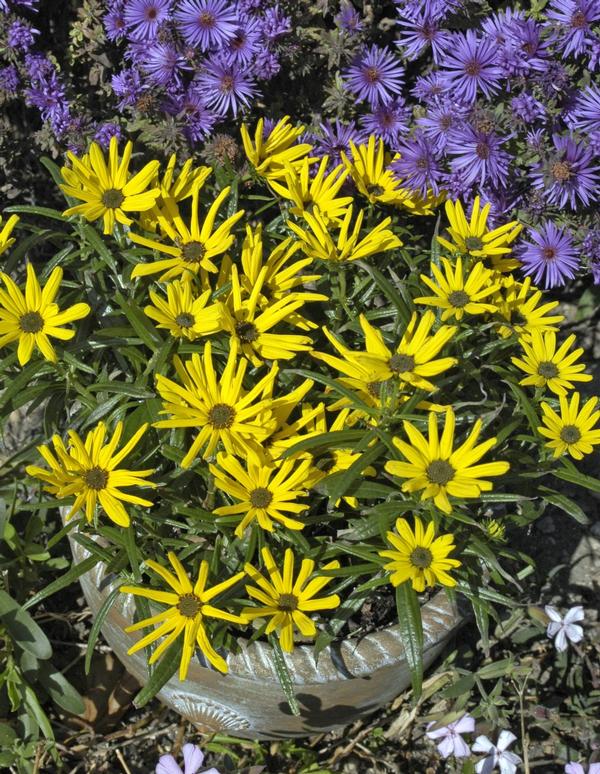 Helianthus salicifolius Low Down