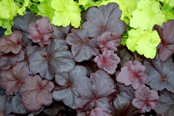 Heuchera Obsidian