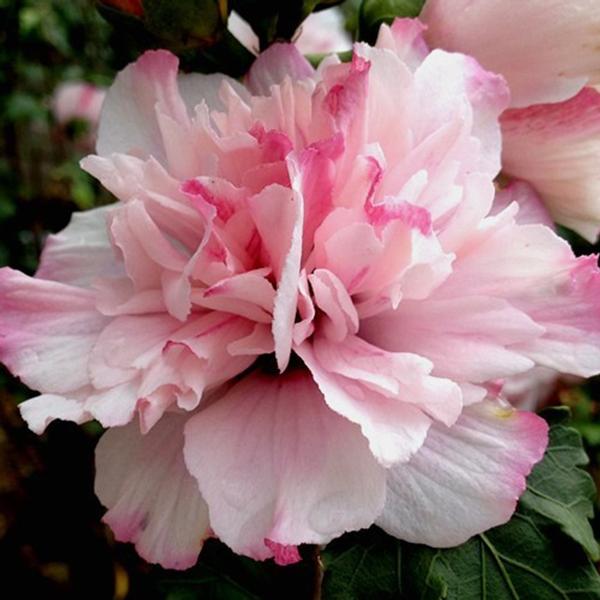 Hibiscus syriacus Peppermint Smoothie™