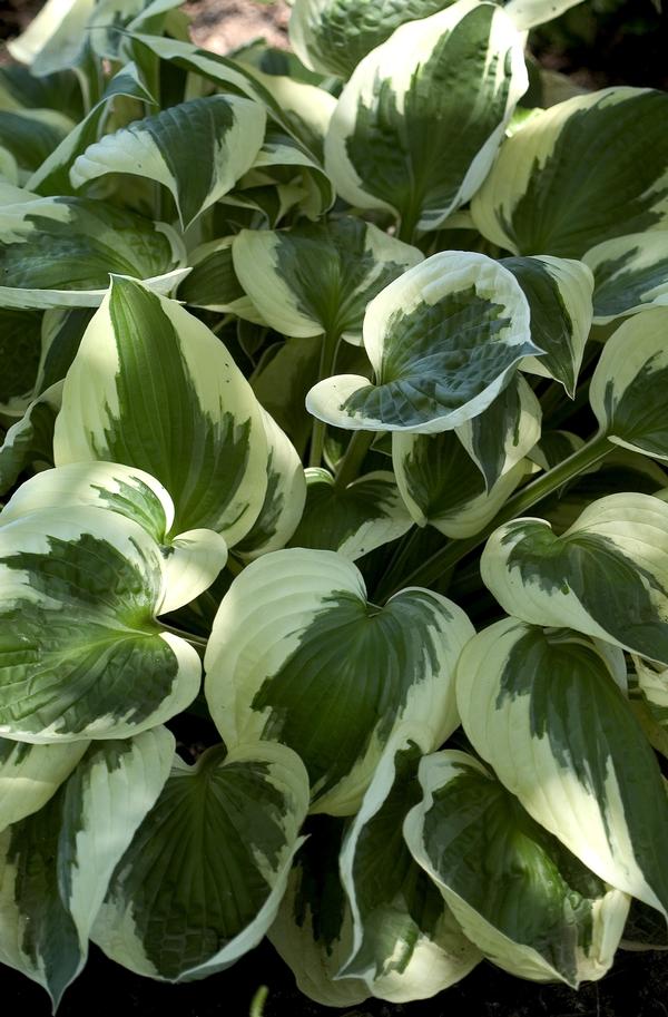 Hosta Patriot