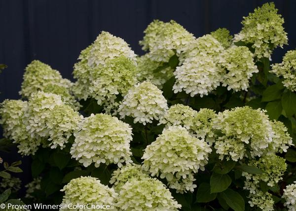 Hydrangea paniculata Little Lime®(PP22330) 