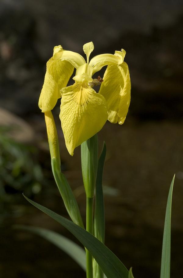 Iris pseudacorus 