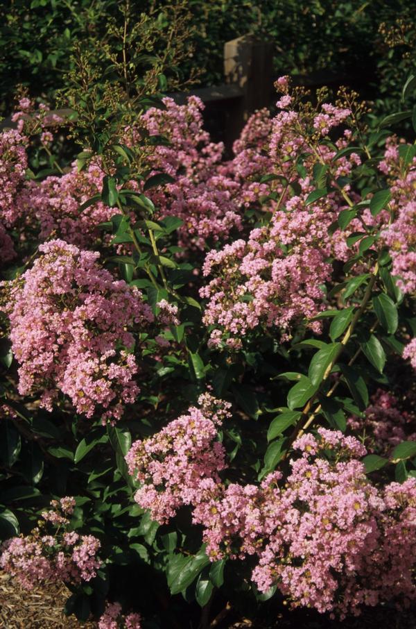 Lagerstroemia indica Choctaw