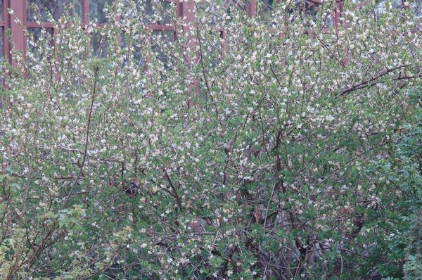 Lonicera fragrantissima 