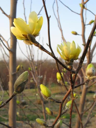 Magnolia Butterflies