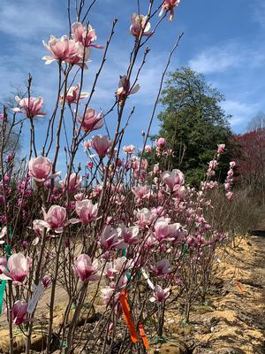 Magnolia X soulangiana 