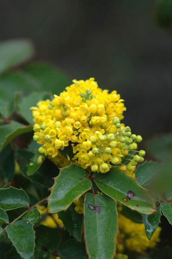 Mahonia aquifolium 