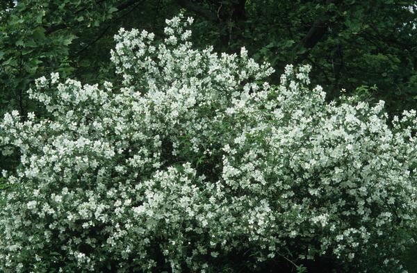 Philadelphus coronarius 