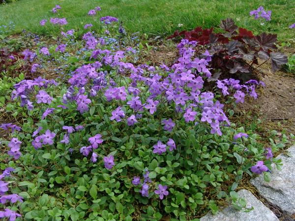 Phlox stolonifera Sherwood Purple