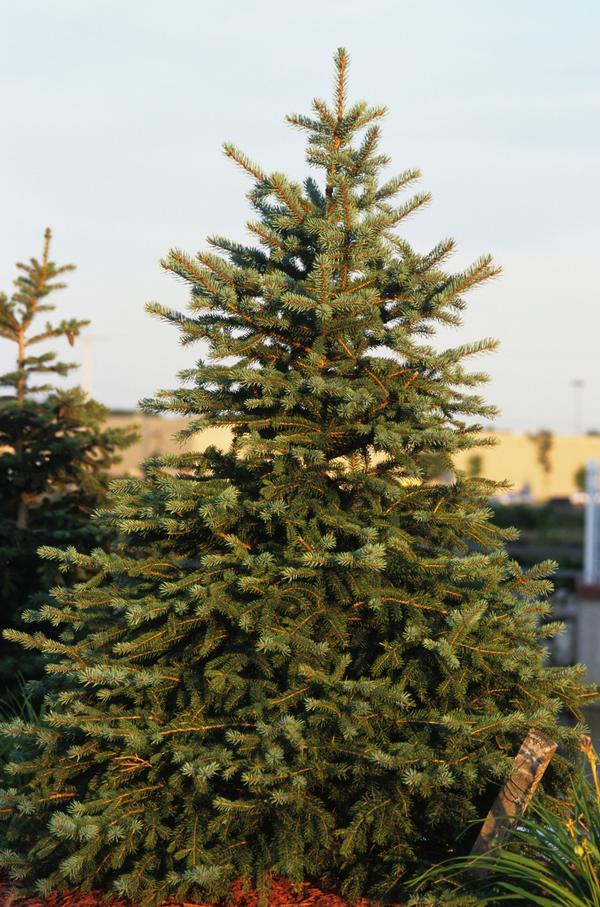 Picea pungens 