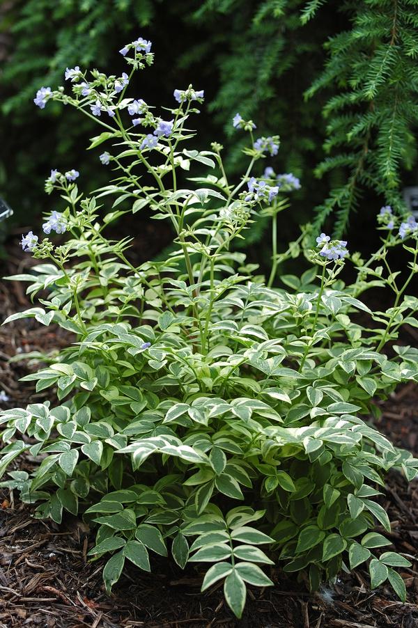 Polemonium reptans Stairway to Heaven