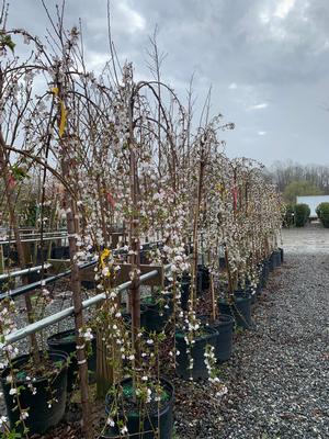 Prunus Snow Fountains® 