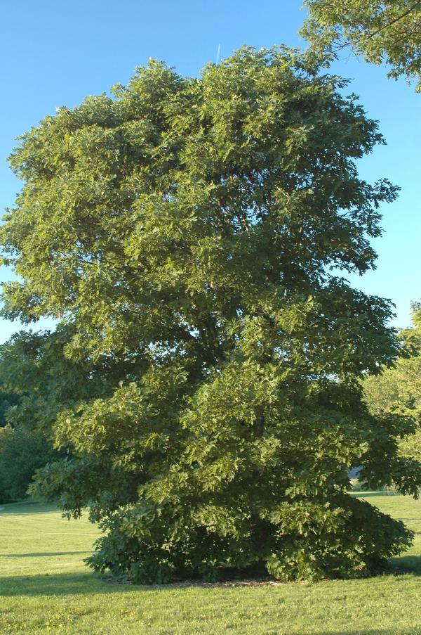 Quercus alba 