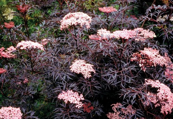 Sambucus nigra Black Lace® 