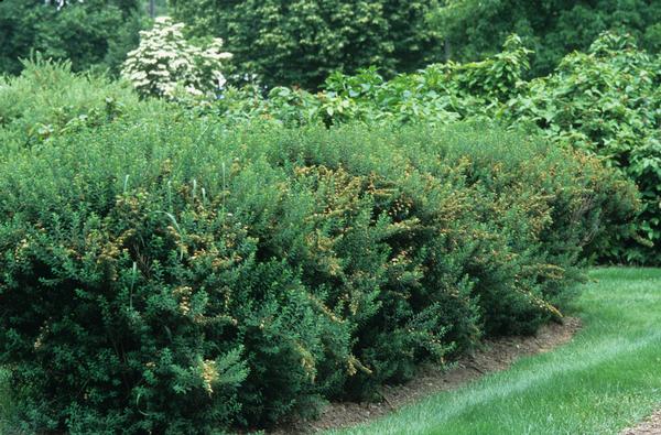 Spiraea nipponica Snowmound