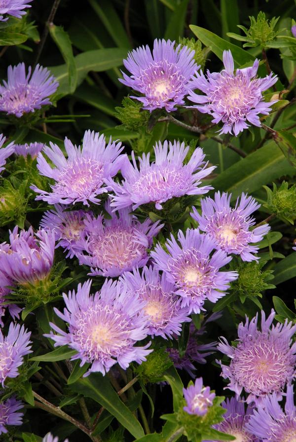 Stokesia laevis Blue Danube