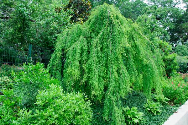 Taxodium distichum Falling Waters