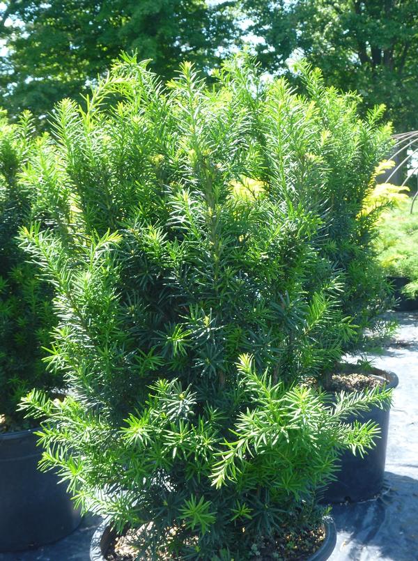 Taxus x media Hicksii