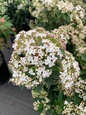 Viburnum tinus Spring Bouquet