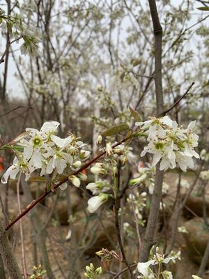 Amelanchier canadensis 