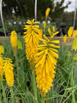 Kniphofia Echo Yellow