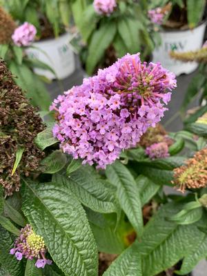 Buddleia Pugster® Ameythyst (PP30236) 