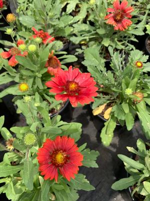 Gaillardia grandiflora Mesa Red