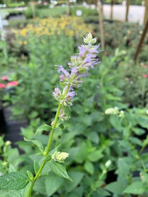 Agastache foeniculum 