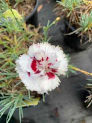 Dianthus Coconut Surprise