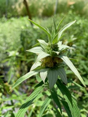 Monarda punctata 