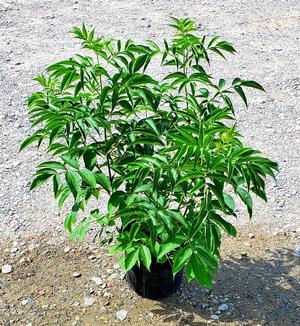 Sambucus canadensis 