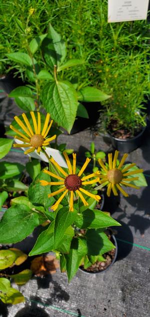 Rudbeckia subtomentosa Henry Eilers